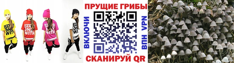 Псилоцибиновые грибы Psilocybe  сколько стоит  Верхний Уфалей 